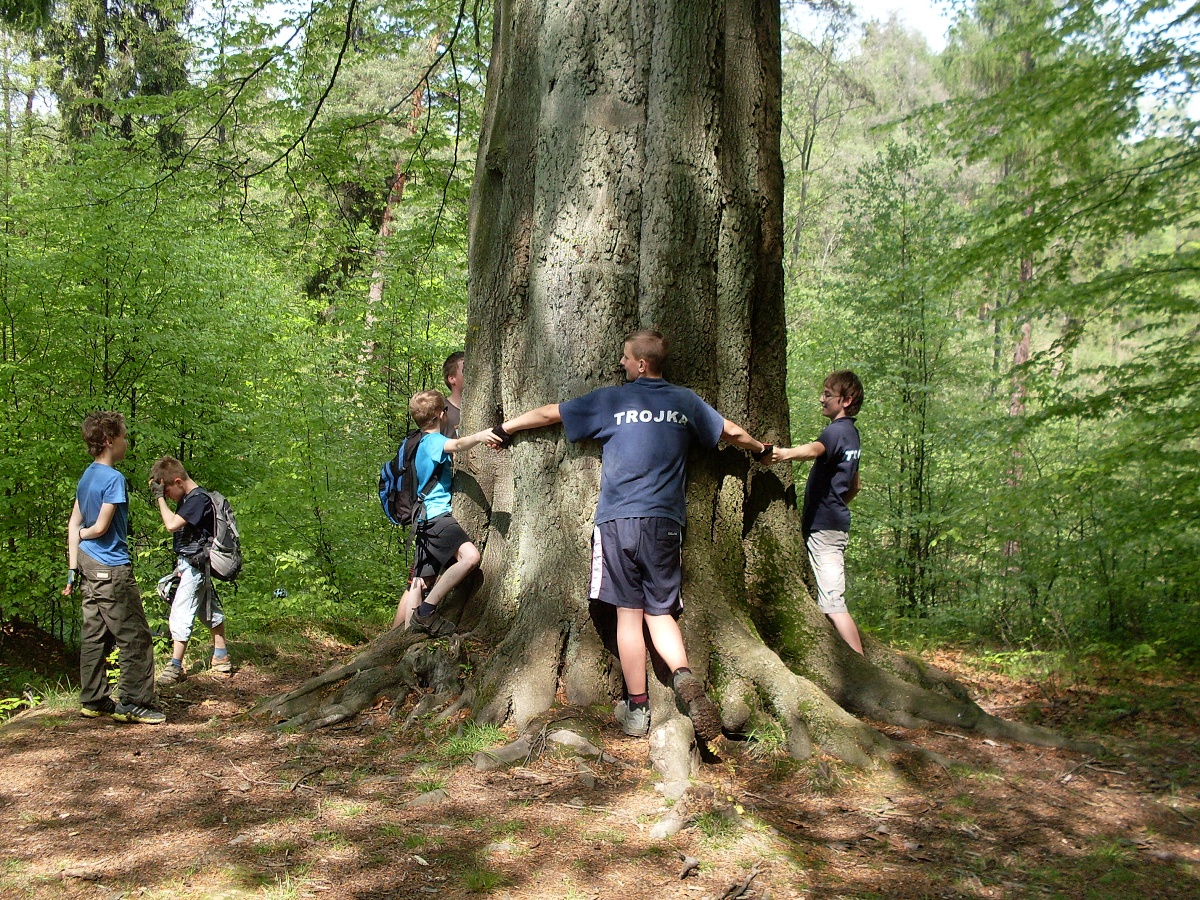 22 - to je ale veliký Fagus Sylvatica