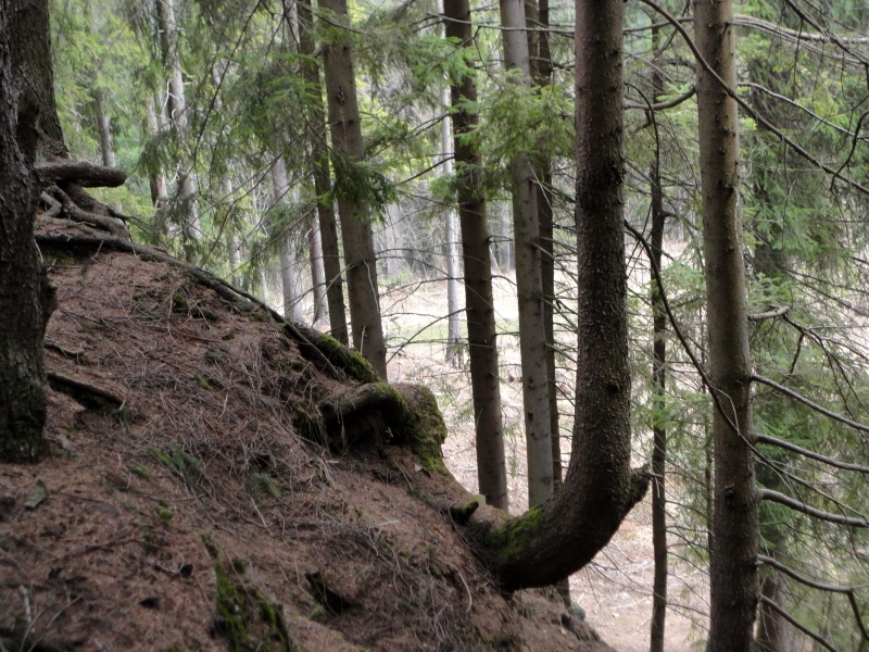 27 - zpola zavátá fosílie mamuta, jemuž z klu vyrůstá strom