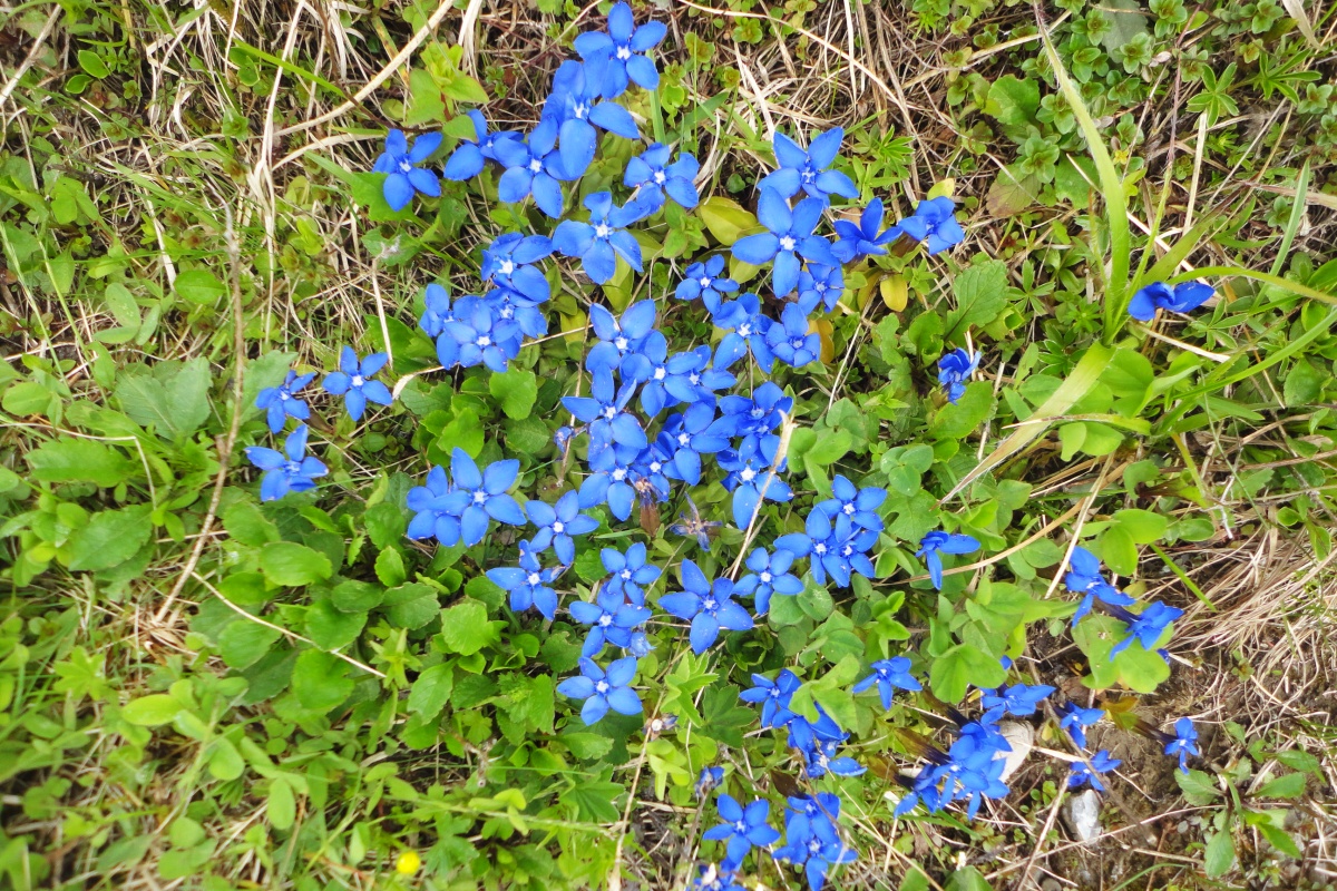04 - hořec jarní (Gentiana verna)