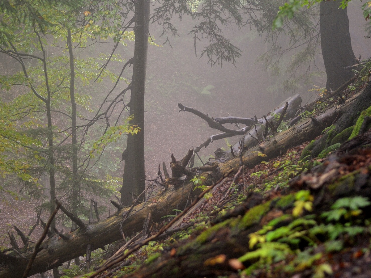 19 - ...za mlhou, která by se dala krájet...