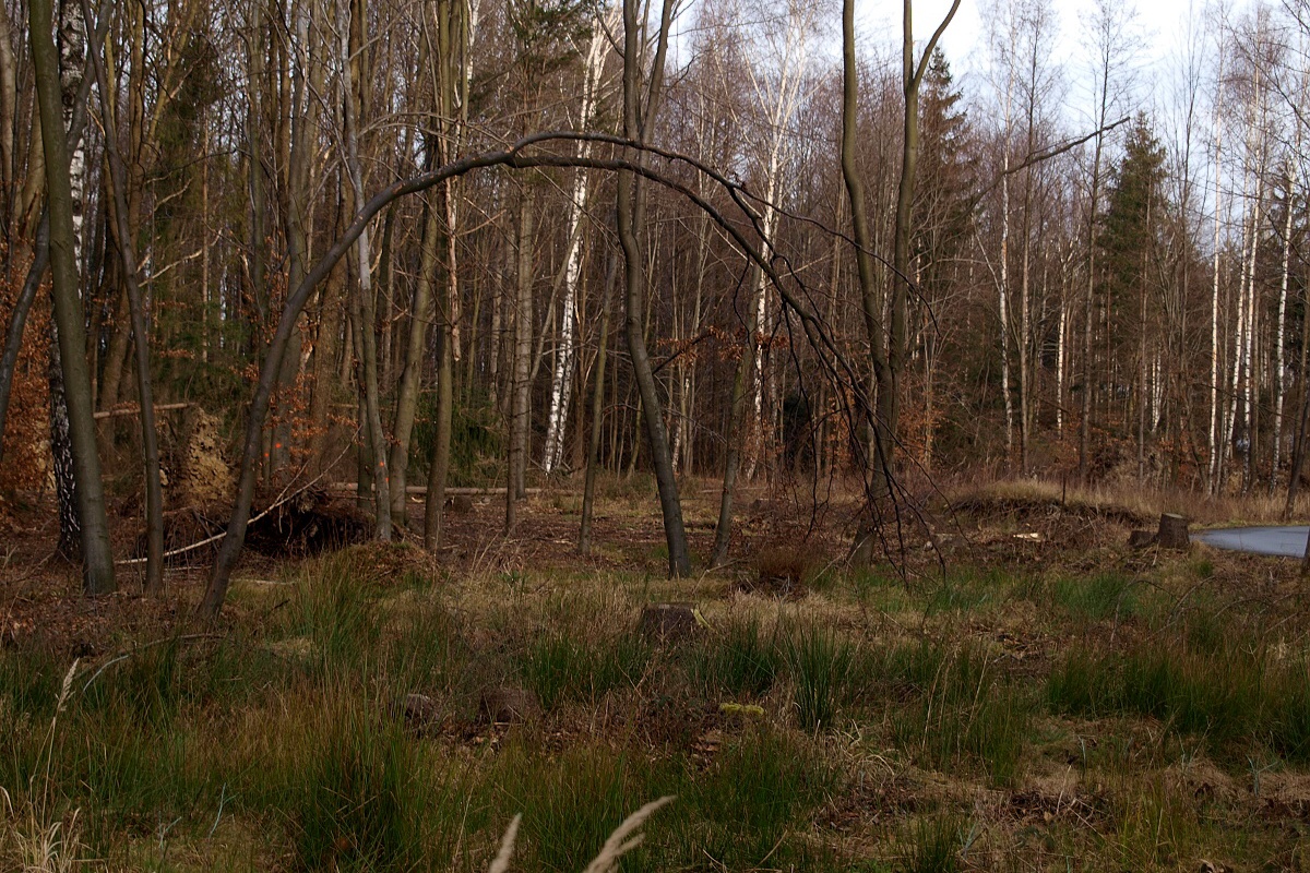 09 - ne všechny stromy rostou do nebe