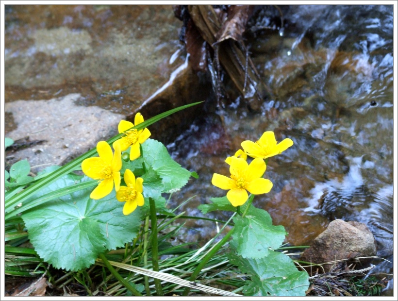 46 - nějak nám letos nevyšel čas studovat blatouchy bahenní