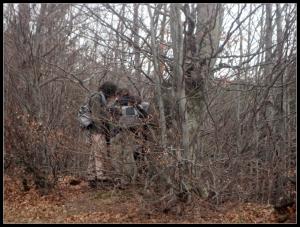 starý buk za Grúněm